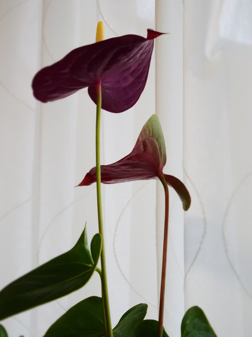 アンスリウムⅡ