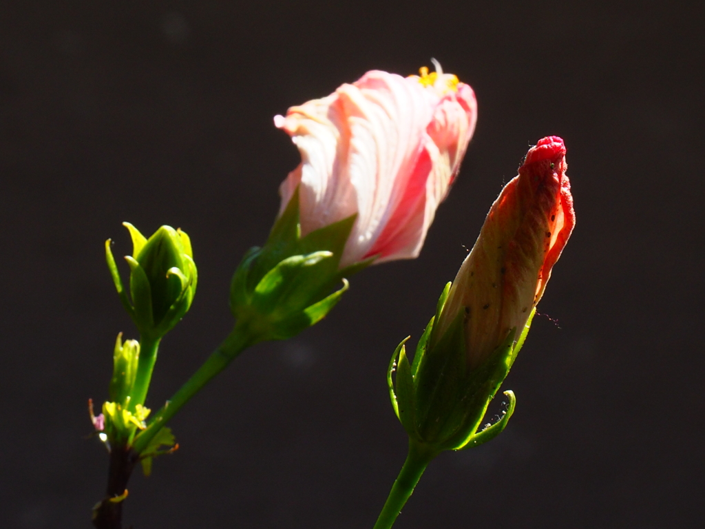 散る花に、蕾おいかけ、ひなたぼこ