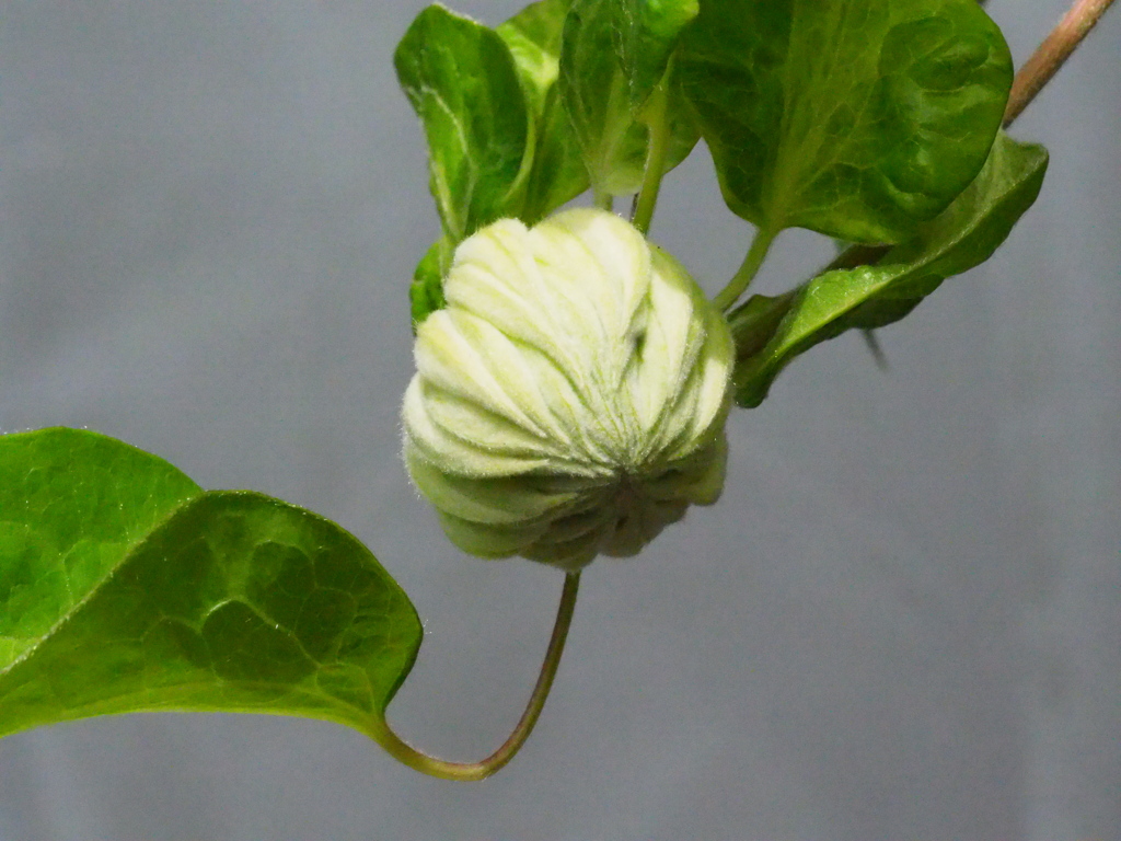 もうすぐ開きます