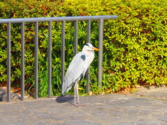 久しぶりにアオサギ