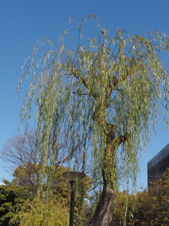 柳