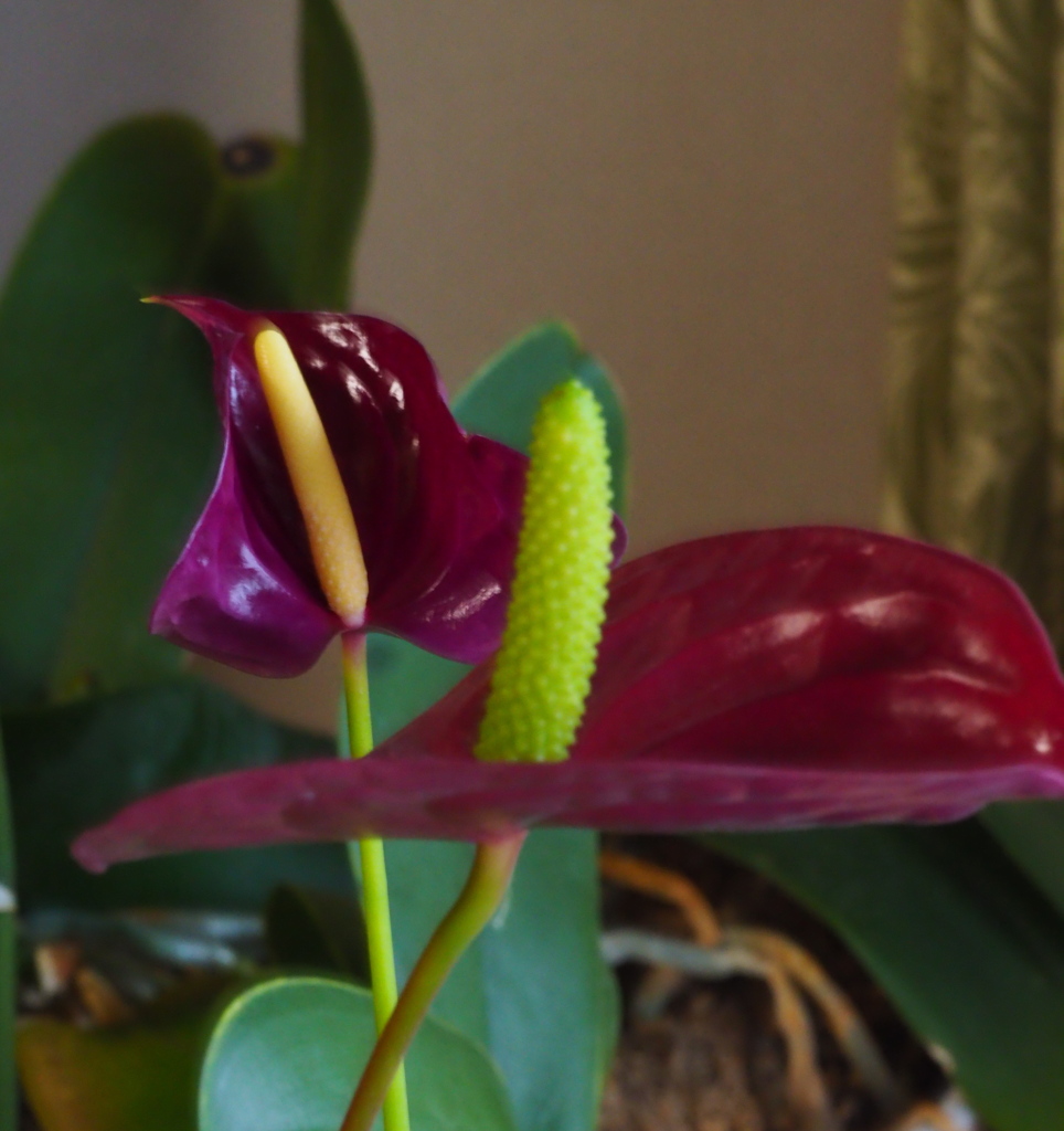 アンスリューム；２輪一緒に