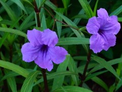 ヤナギバルイラソウ