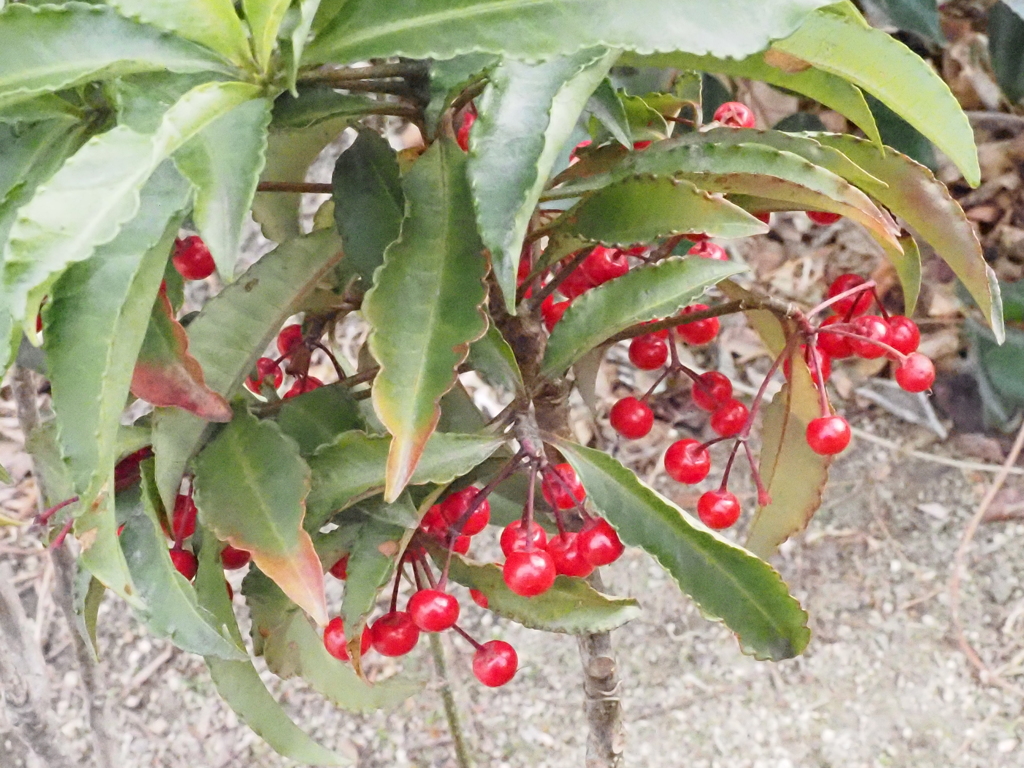 赤くてかわいい万両の実