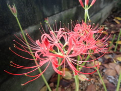 今が盛り:紅