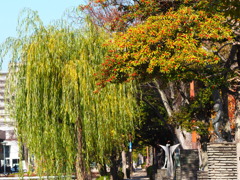 公園；赤い実と緑の柳