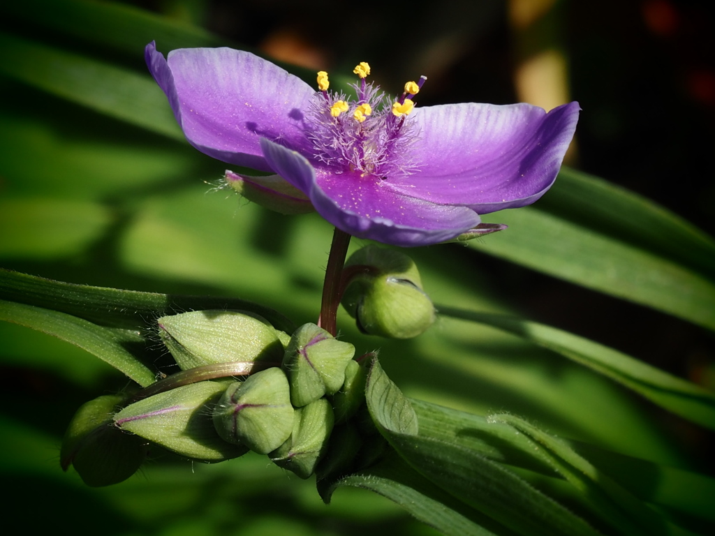 ムラサキツユクサ