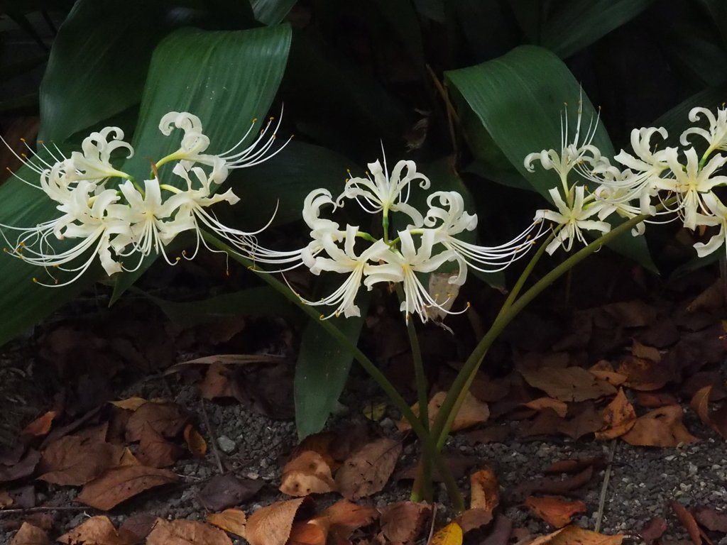 葉蘭と白いヒガンバナ
