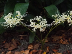 葉蘭と白いヒガンバナ