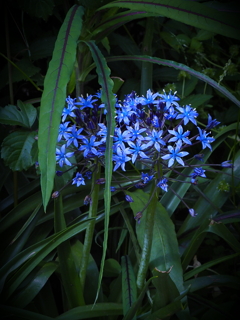 かわいい紫の花