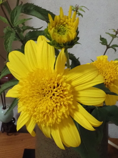 切り花２