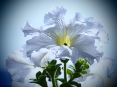 白い花；ペチュニア