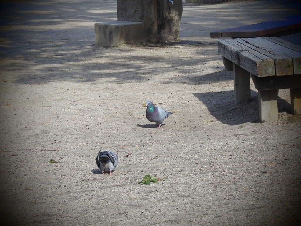 公園にて、鳩が遊ぶ