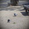 公園にて、鳩が遊ぶ
