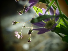 小さな花夕日を受けて