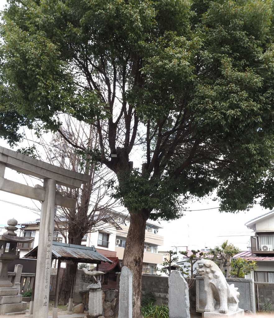 近くの神社にて