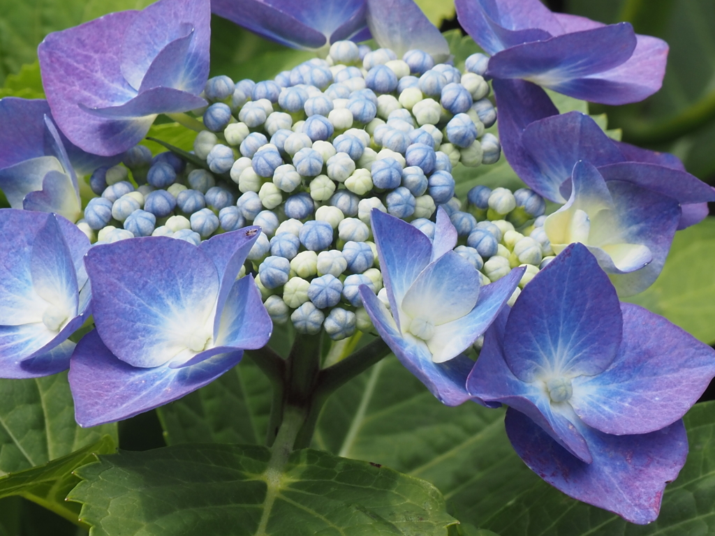紫陽花：ブルー