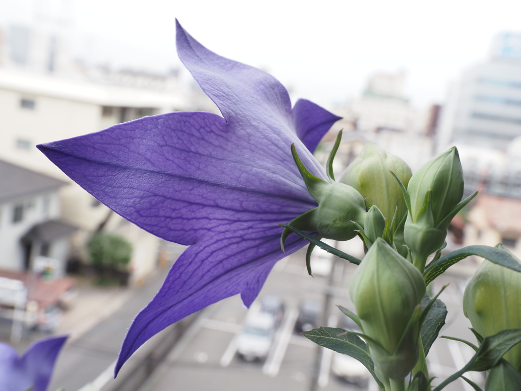 見下ろすキキョウ