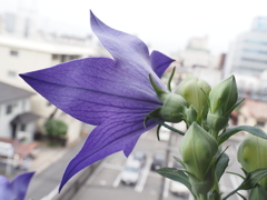 見下ろすキキョウ