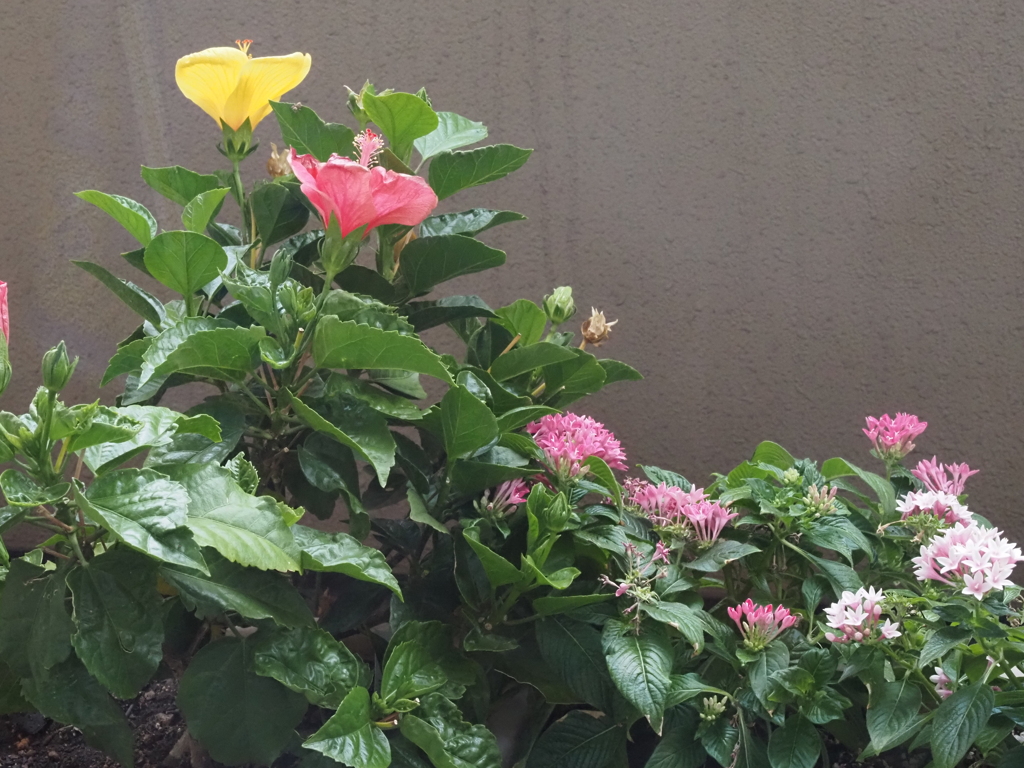 プランターの花