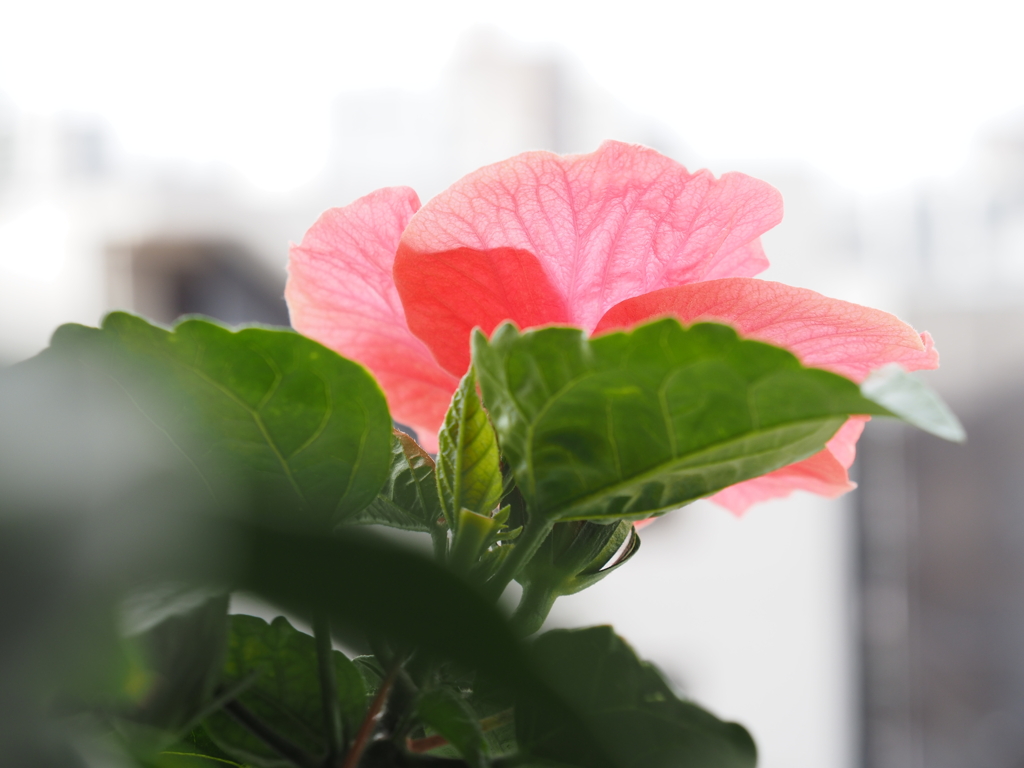 暑さに負けず元気に咲いています