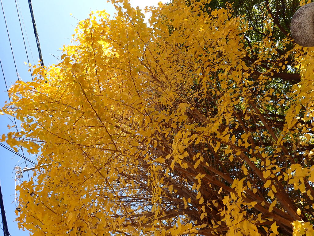 銀杏黄葉
