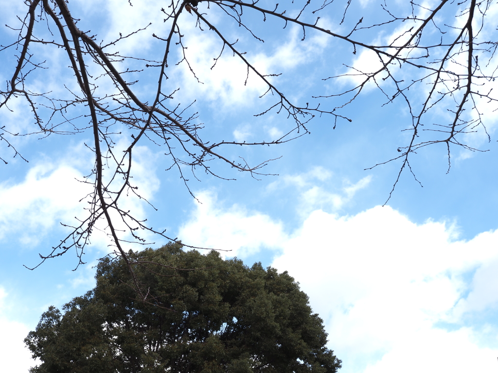 樹と青空