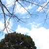 樹と青空