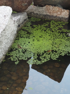 石と水草