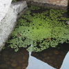 石と水草