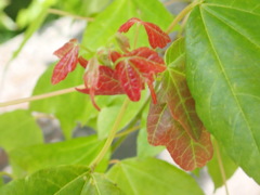 楓新芽