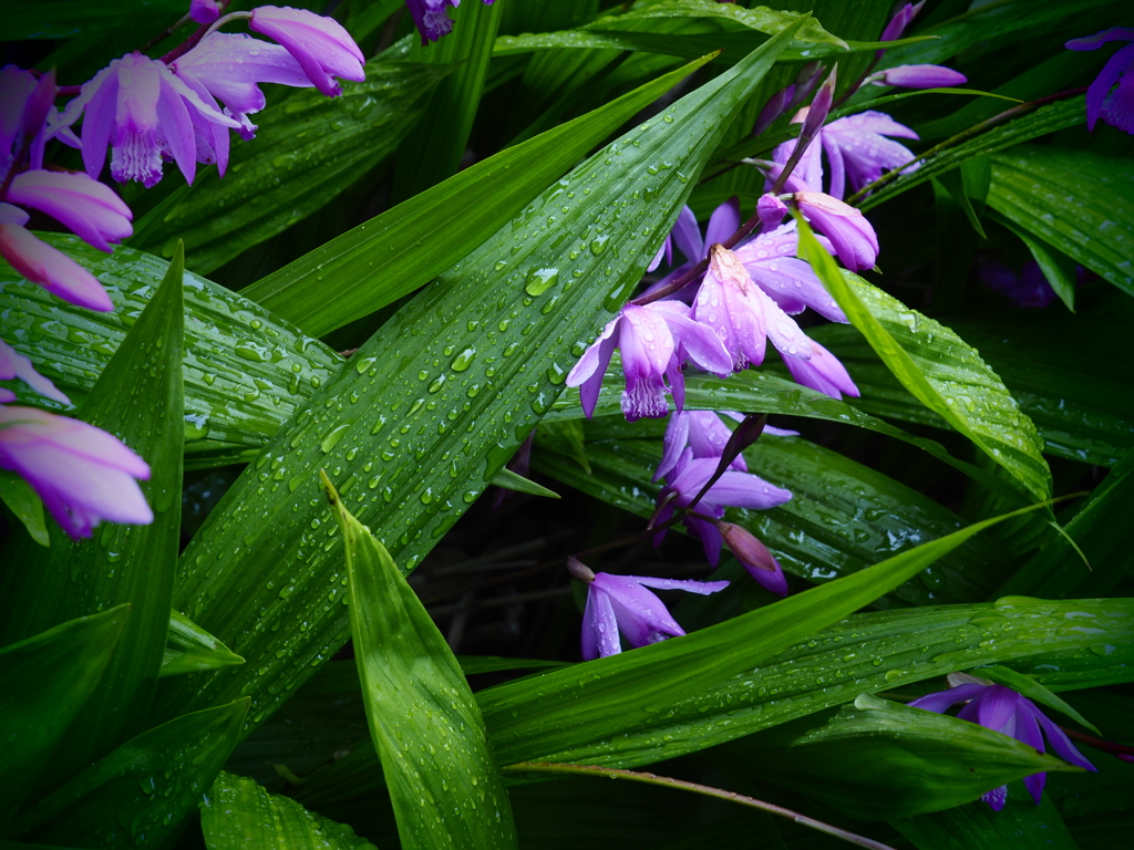 ピンクの花；シラン（紫蘭）