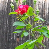 板塀の前のバラ