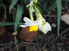 水仙が落ち葉にご挨拶