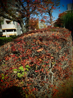 どうだんつつじの紅葉