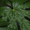 雨粒