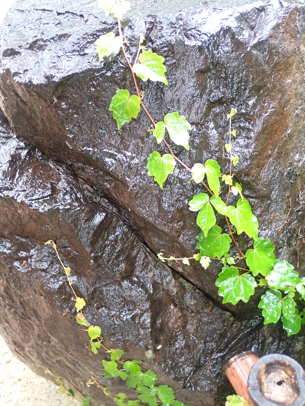 今日は雨、岩も濡れて