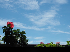青空と花