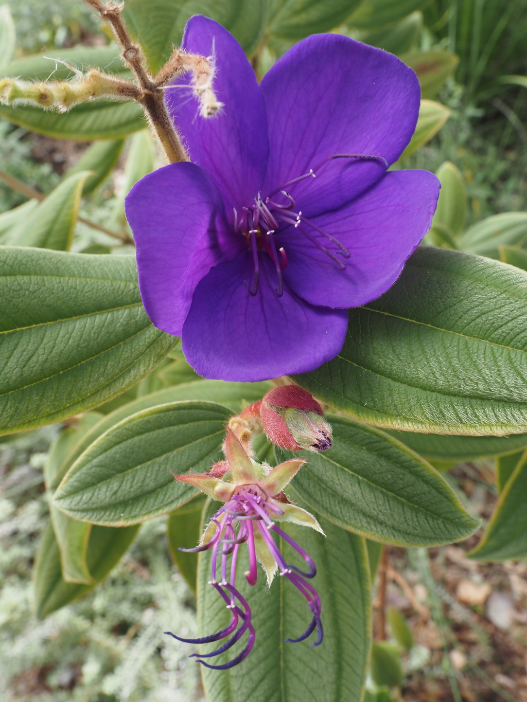 散ったばかりの跡がかわいい