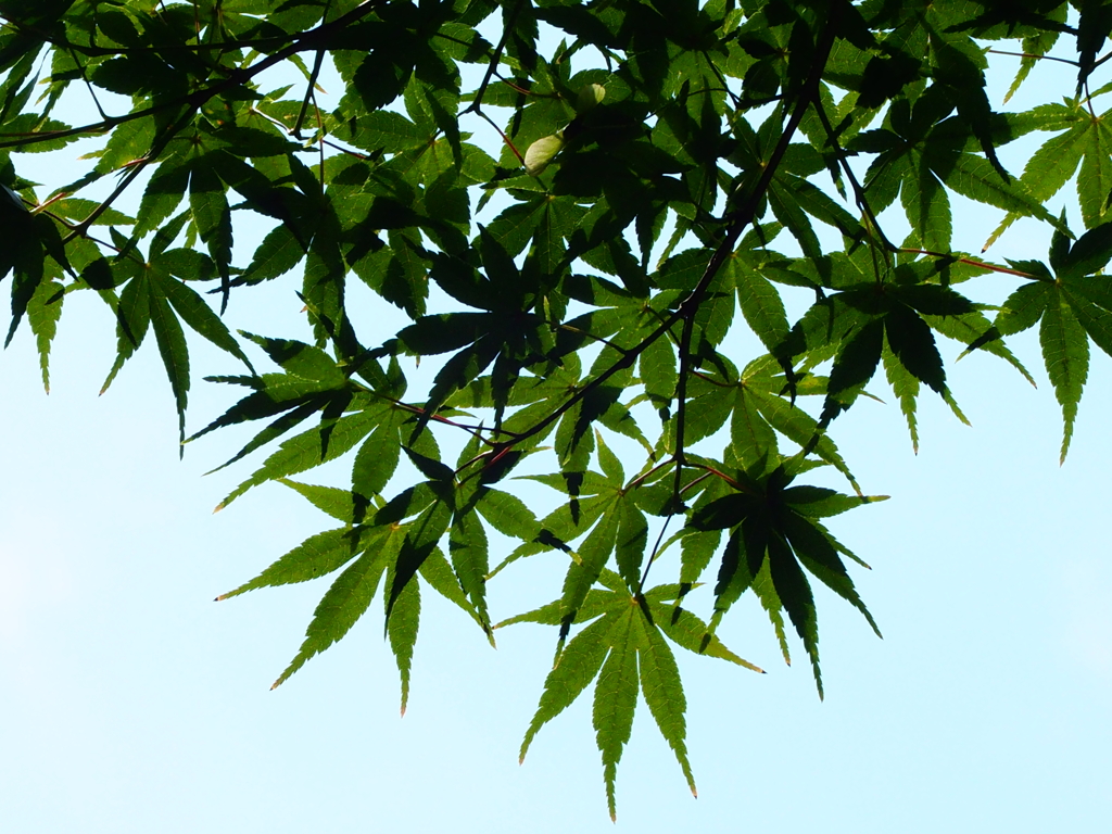 モミジと夏空