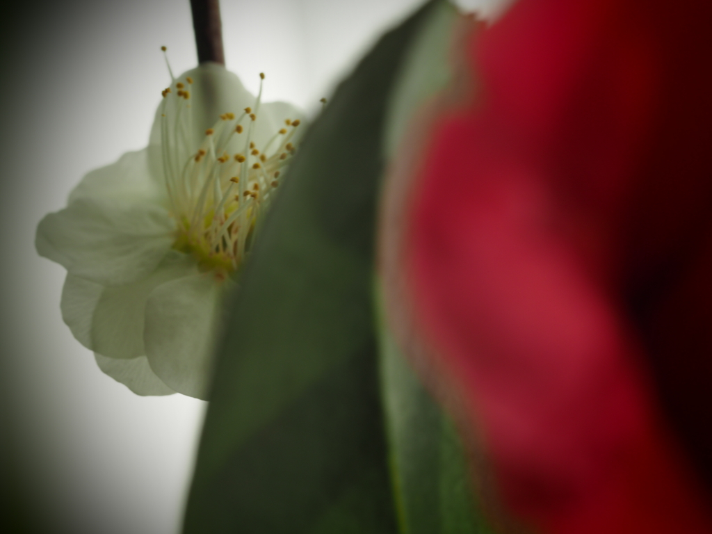切り花にも春の雰囲気（２）