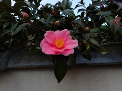 塀越しの山茶花