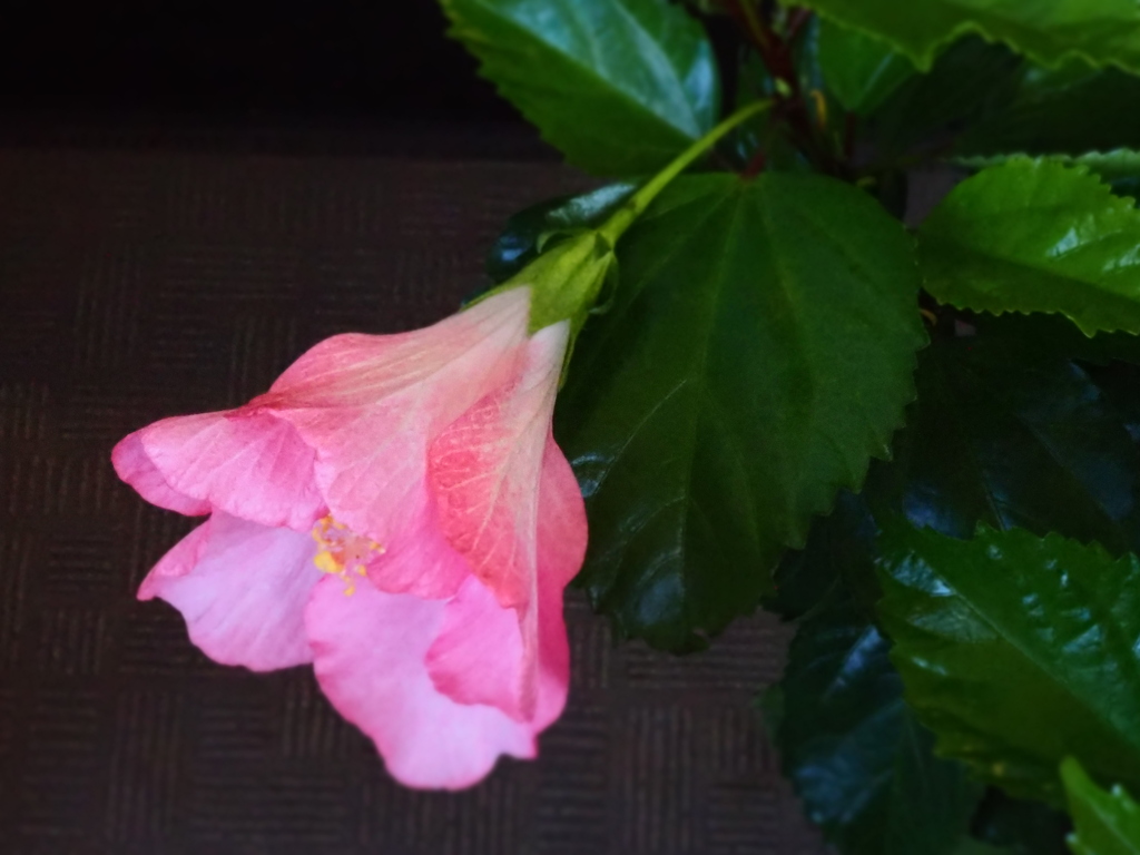 季節外れのハイビスカス　２