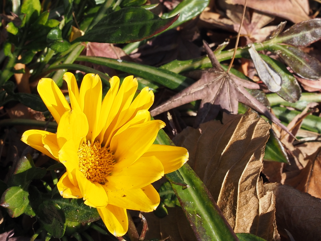 元気なツワブキの花と枯れ葉
