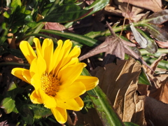 元気なツワブキの花と枯れ葉