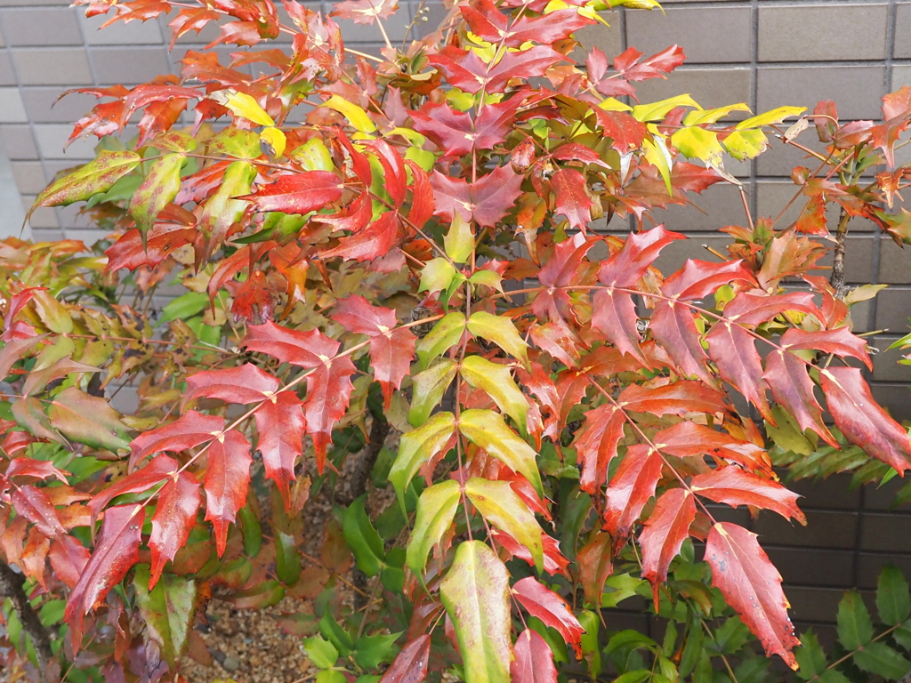 美しく紅葉しています