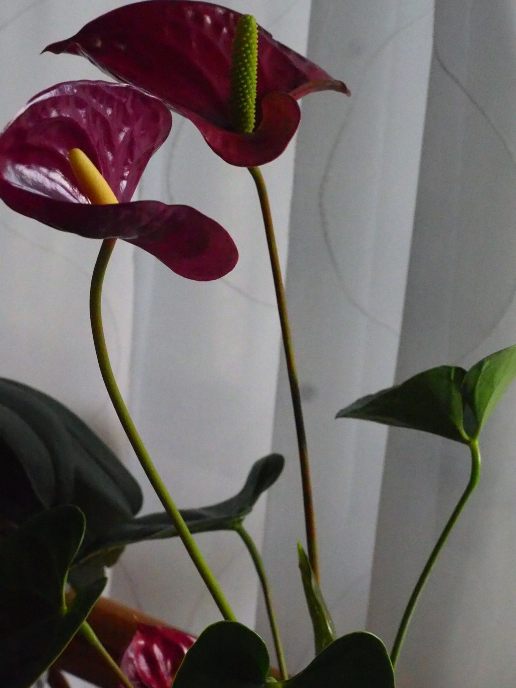 我が家のアンスリウム