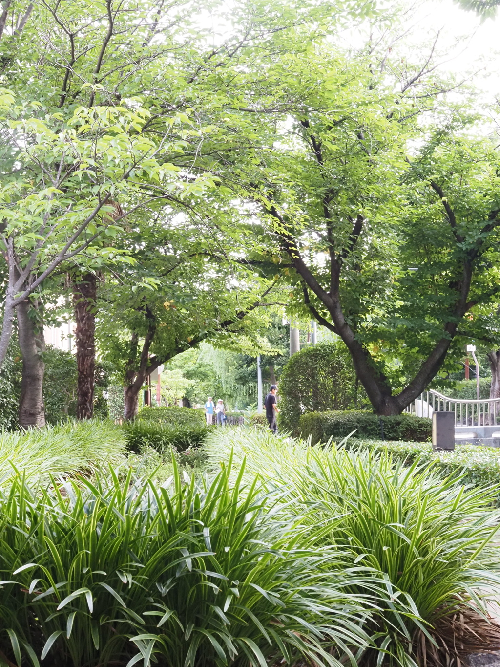 早朝散歩１