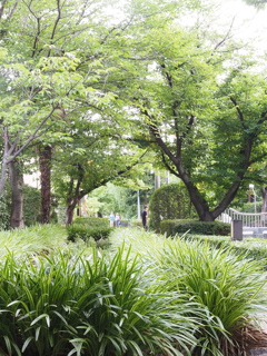 早朝散歩１