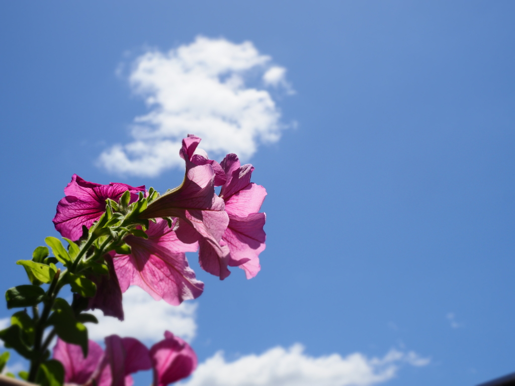 青空と花